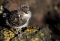 Lord Howe Island_20061214_019